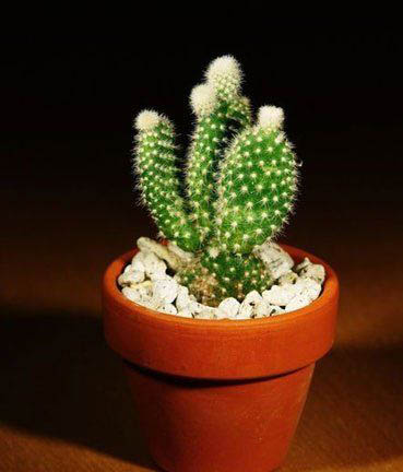 上班必看：办公室绿植风水